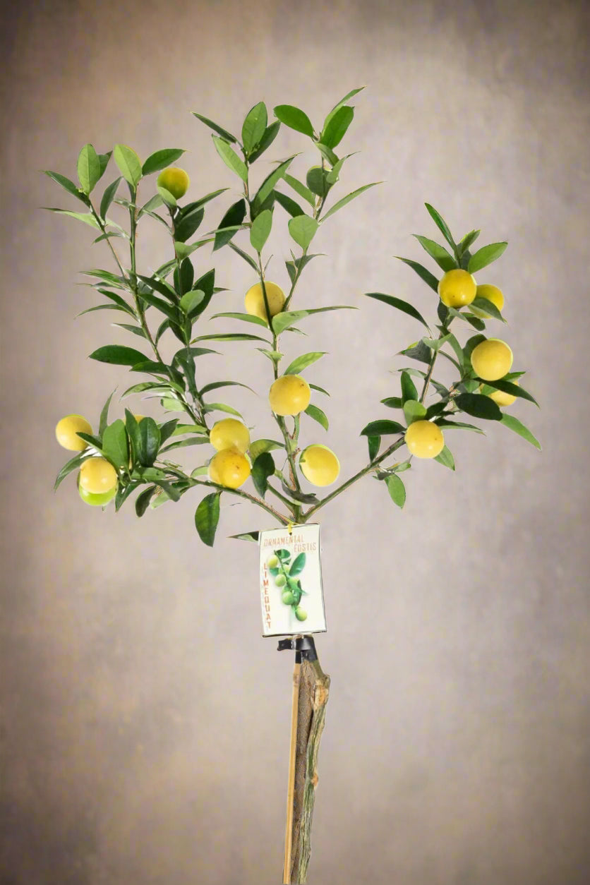 ?!label-Indicative photo