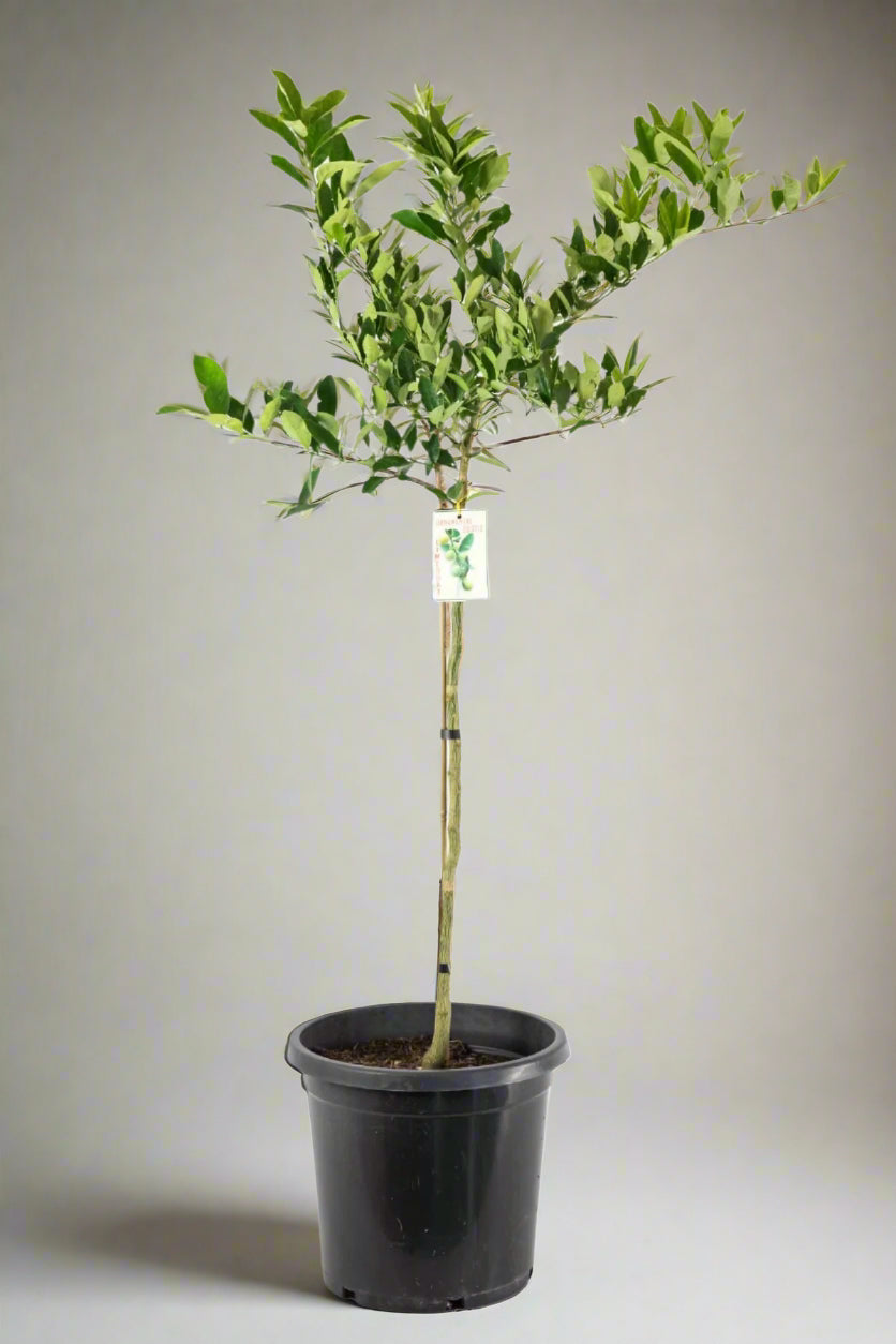 Limequat Citrus Tree