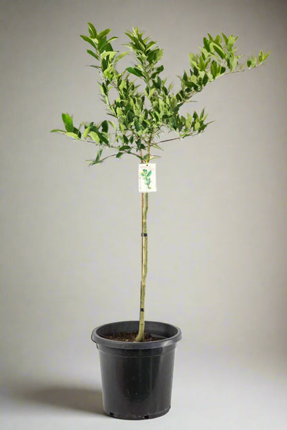 Limequat Citrus Tree