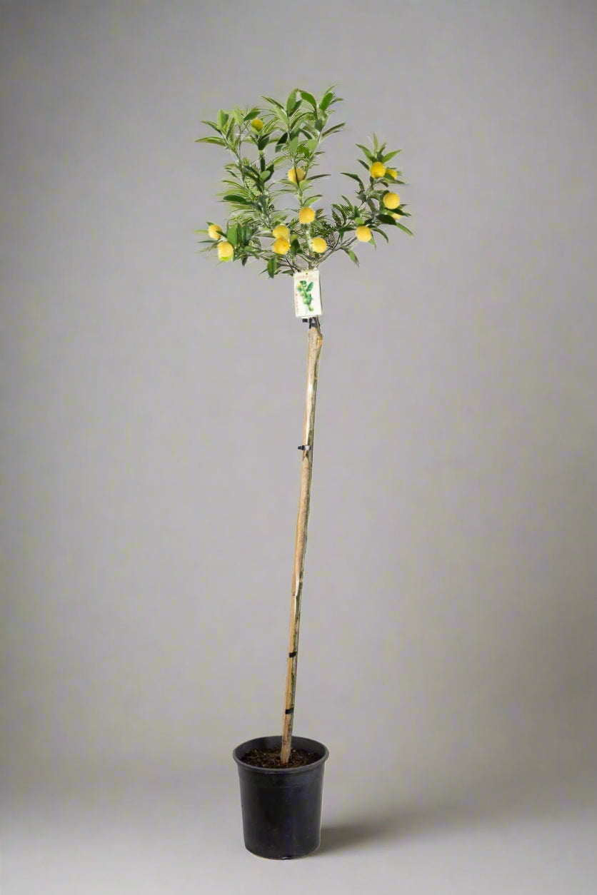 ?!label-Indicative photo