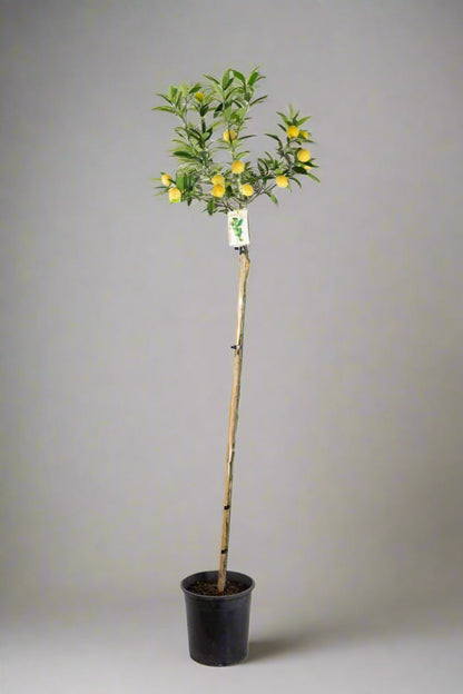 ?!label-Indicative photo