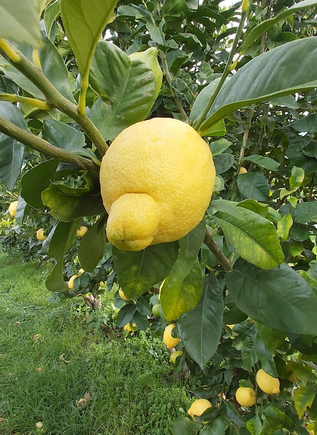 ?!label-Indicative photo