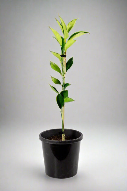 Lue Gim Gong  Orange Tree (Valencia)