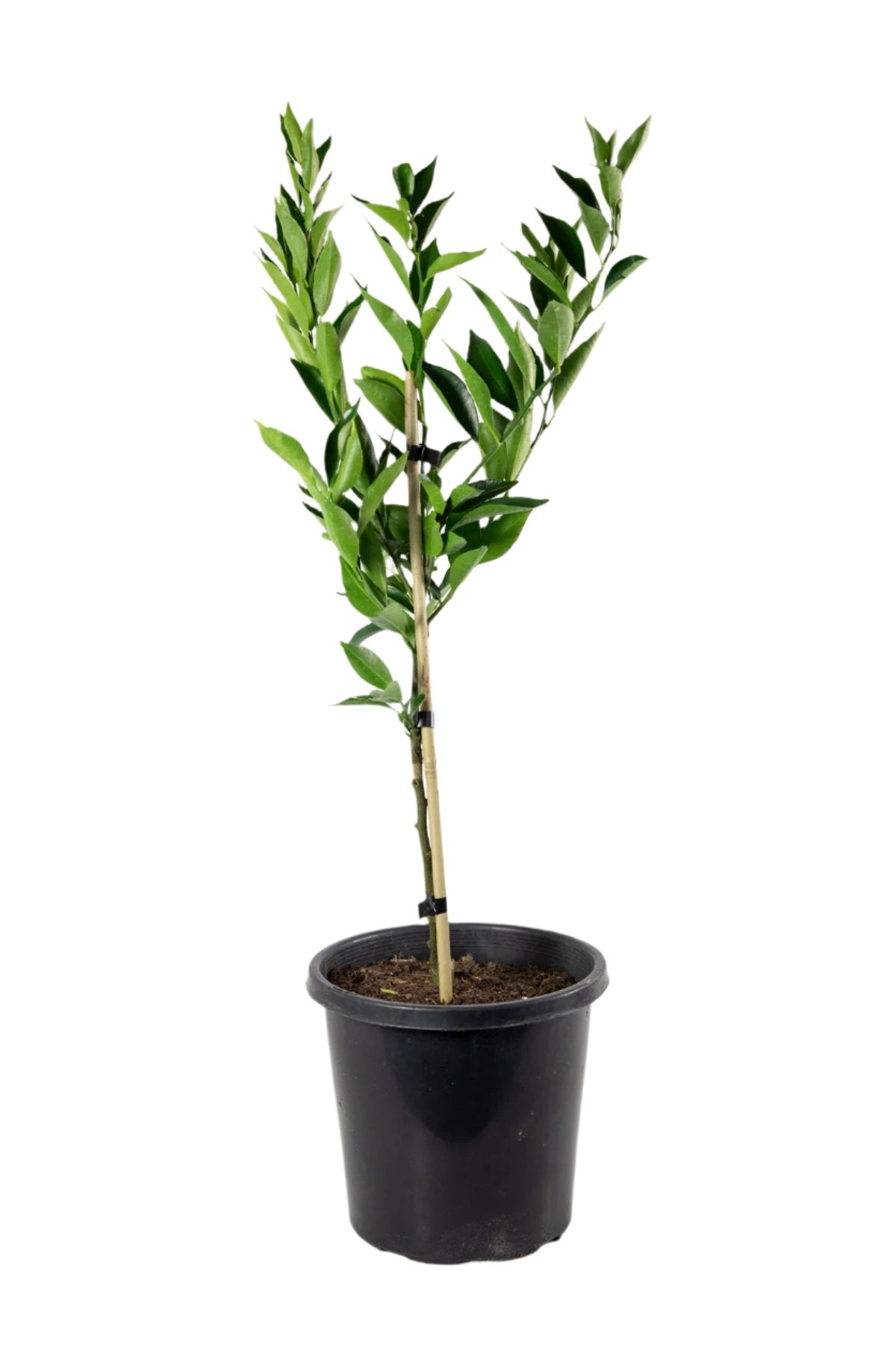 Beauty of Glen Retreat Mandarin Tree (BGR)