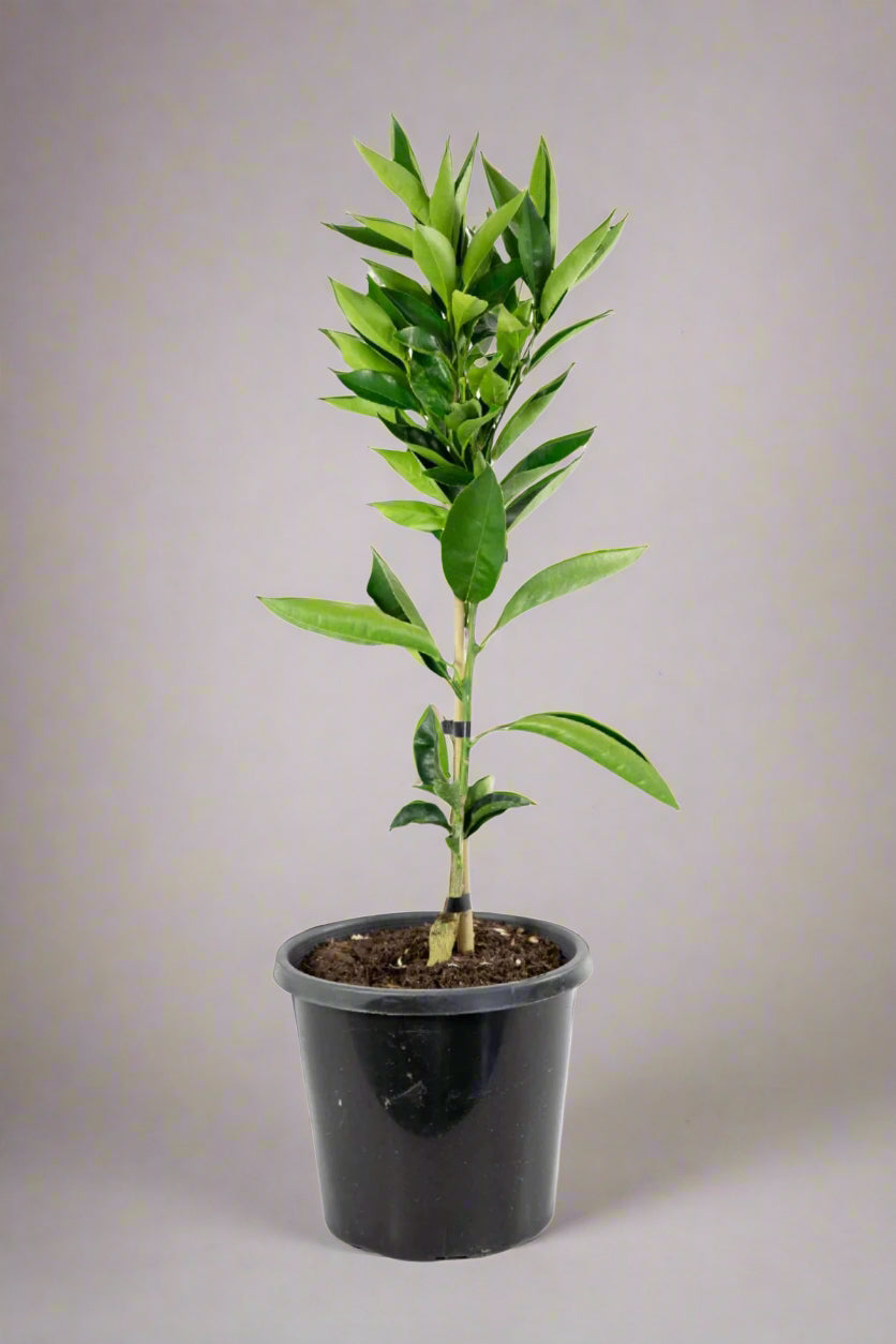 Corsica No.2 Mandarin Trees