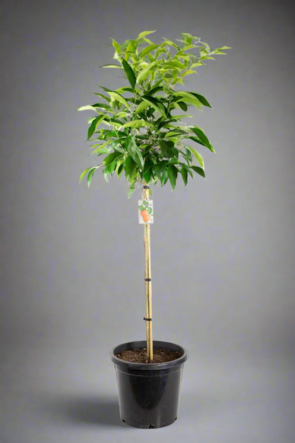 Corsica No.2 Mandarin Trees