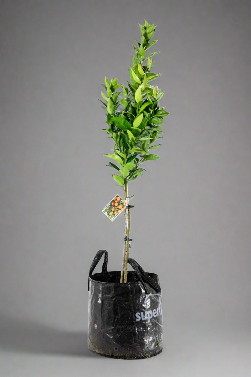 Encore Mandarin Tree