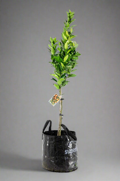 Encore Mandarin Tree