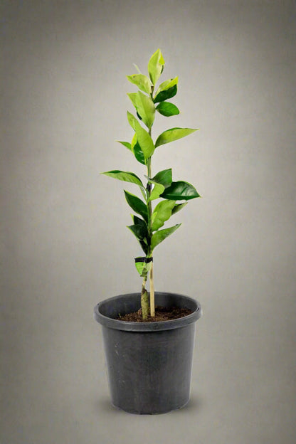 Miho Satsuma Mandarin Tree