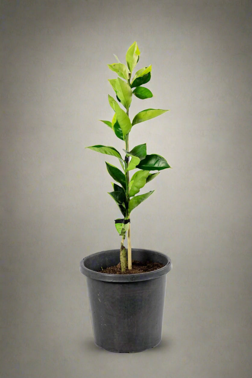 Miho Satsuma Mandarin Tree
