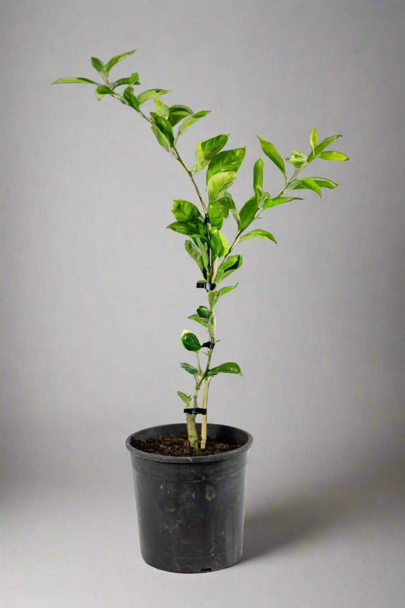Okitsu Satsuma Mandarin Tree