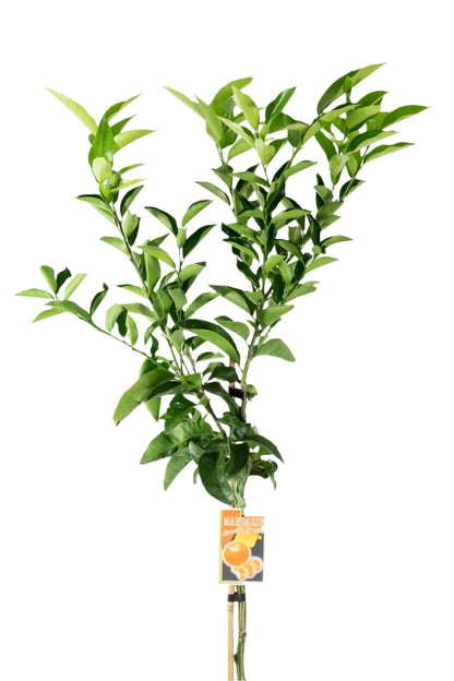 Richards Special Mandarin Tree