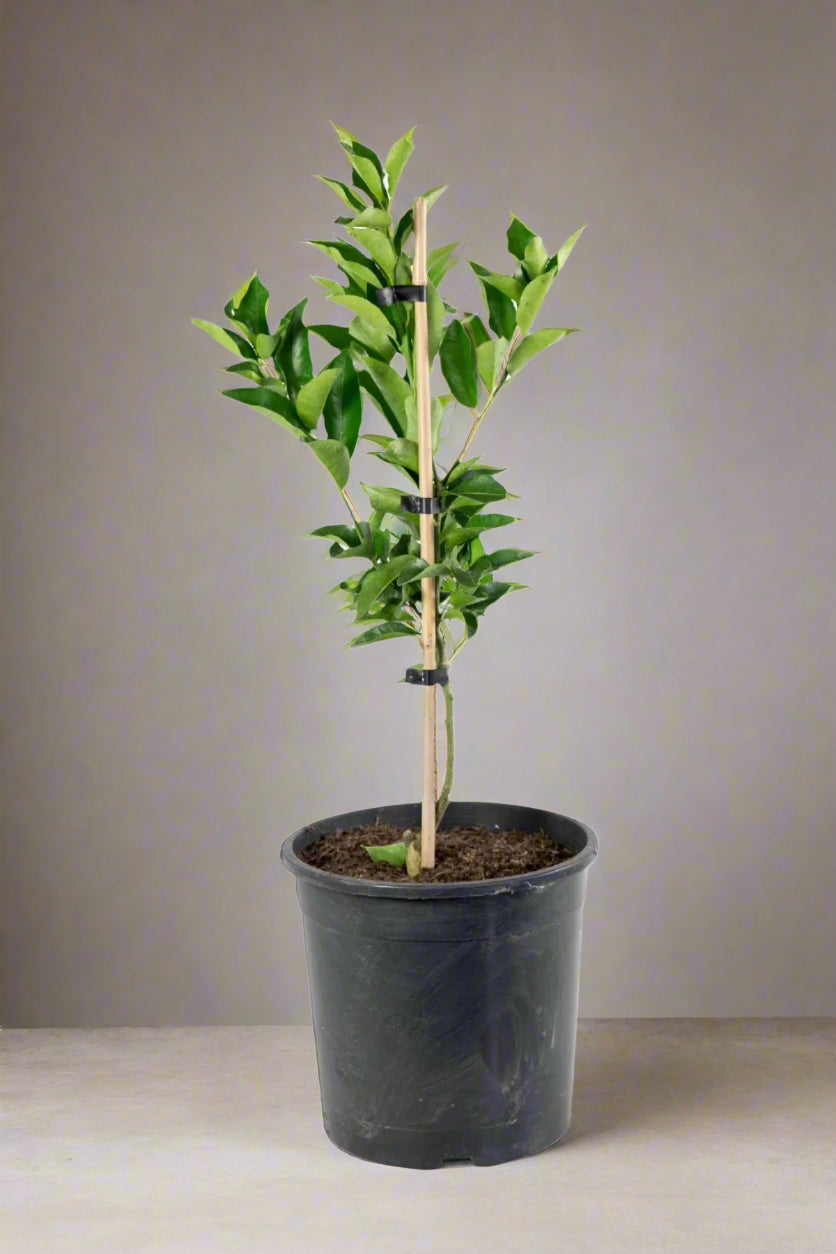 Richards Special Mandarin Tree