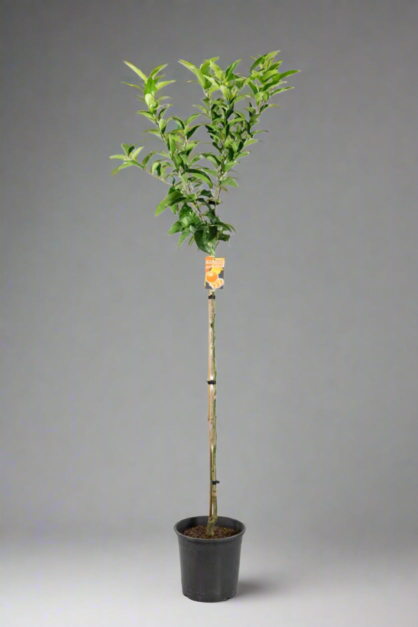Richards Special Mandarin Tree