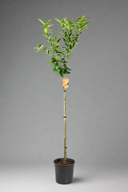 Richards Special Mandarin Tree