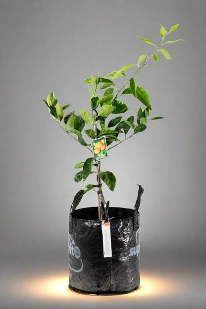 Silverhill Satsuma Mandarin Tree