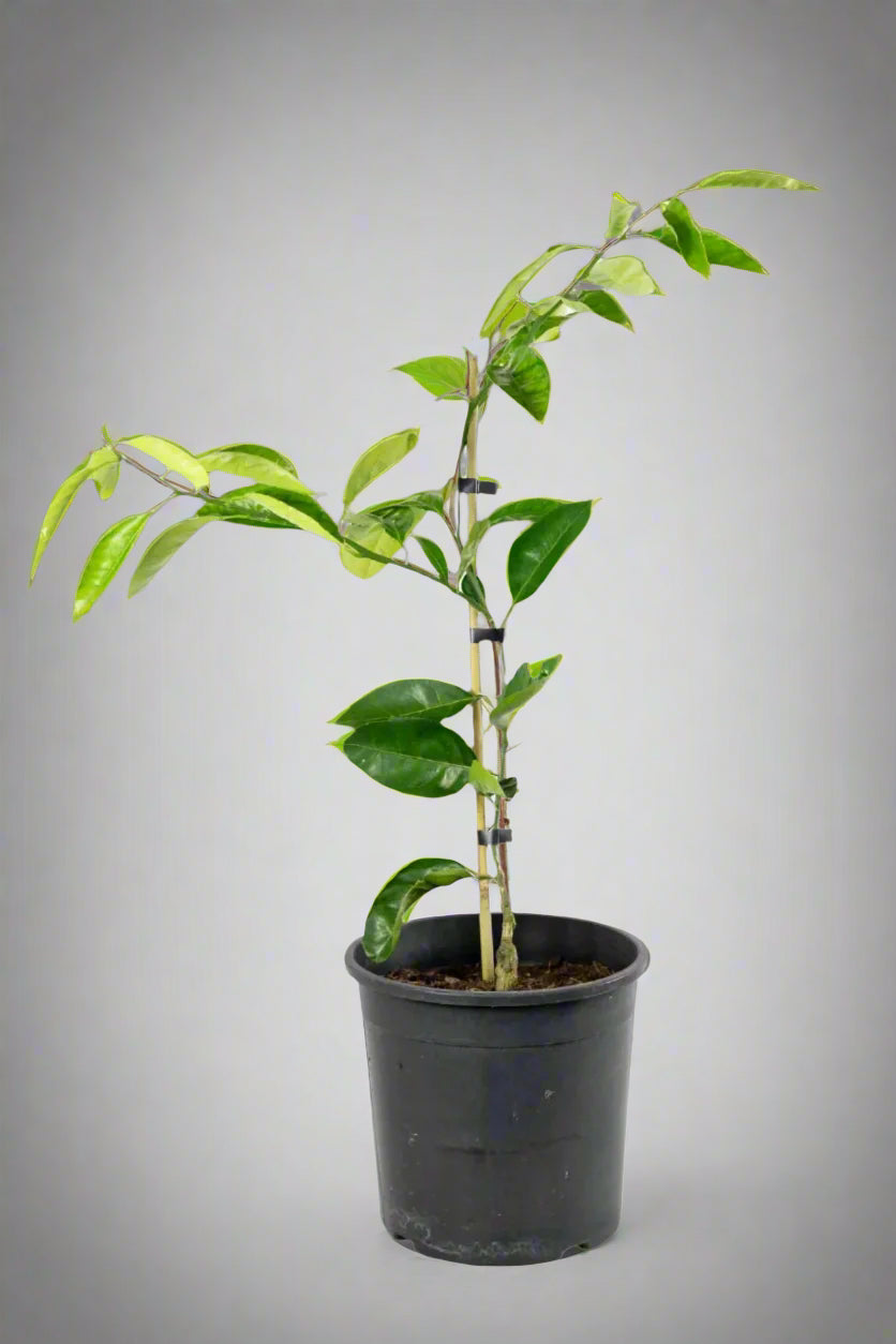 Silverhill Satsuma Mandarin Tree