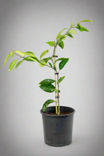 Silverhill Satsuma Mandarin Tree