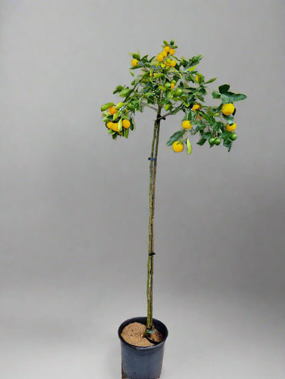 ?!label-Indicative photo