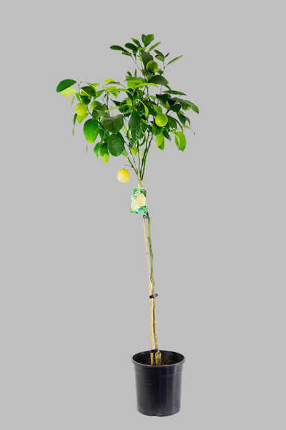 Meyer Lemon Tree