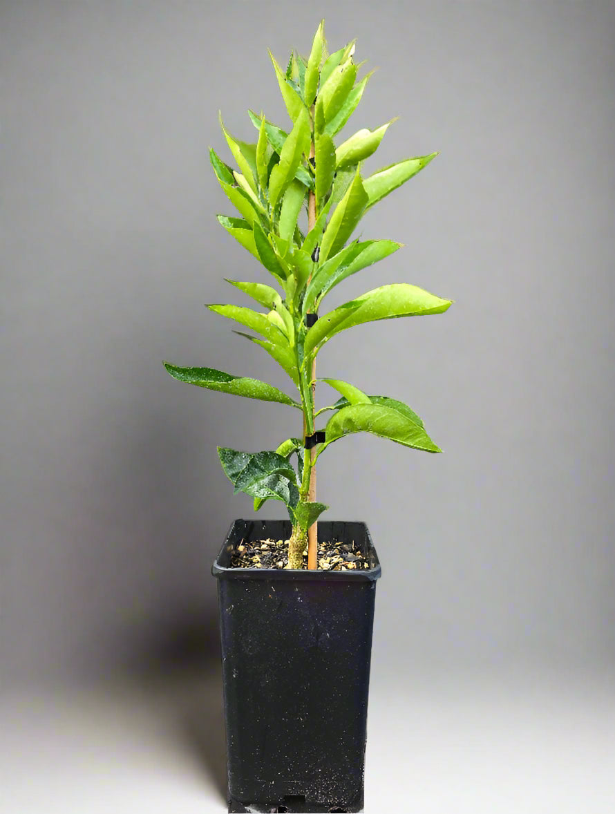 Miyagawa Wase Satsuma Mandarin Tree