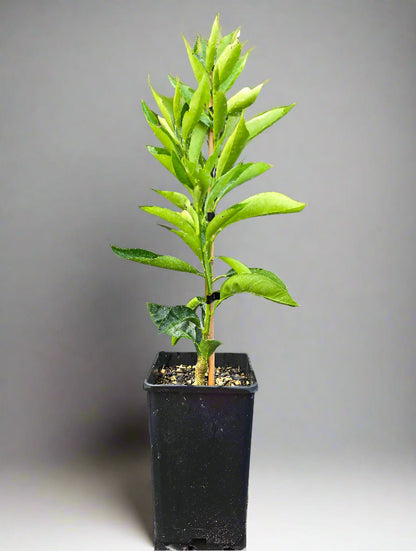 Miyagawa Wase Satsuma Mandarin Tree