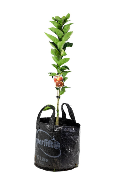 Moro Blood Orange Tree (Valencia)