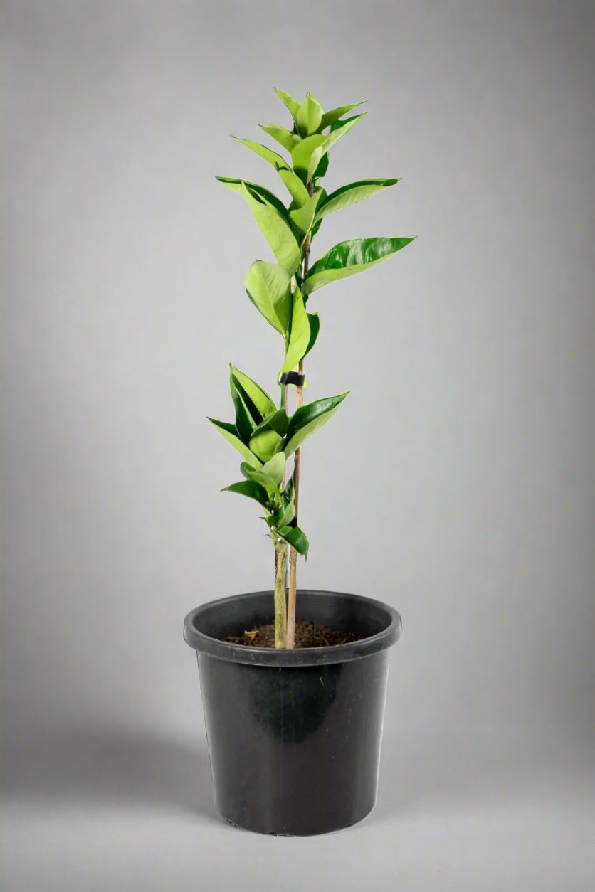 Moro Blood Orange Tree (Valencia)