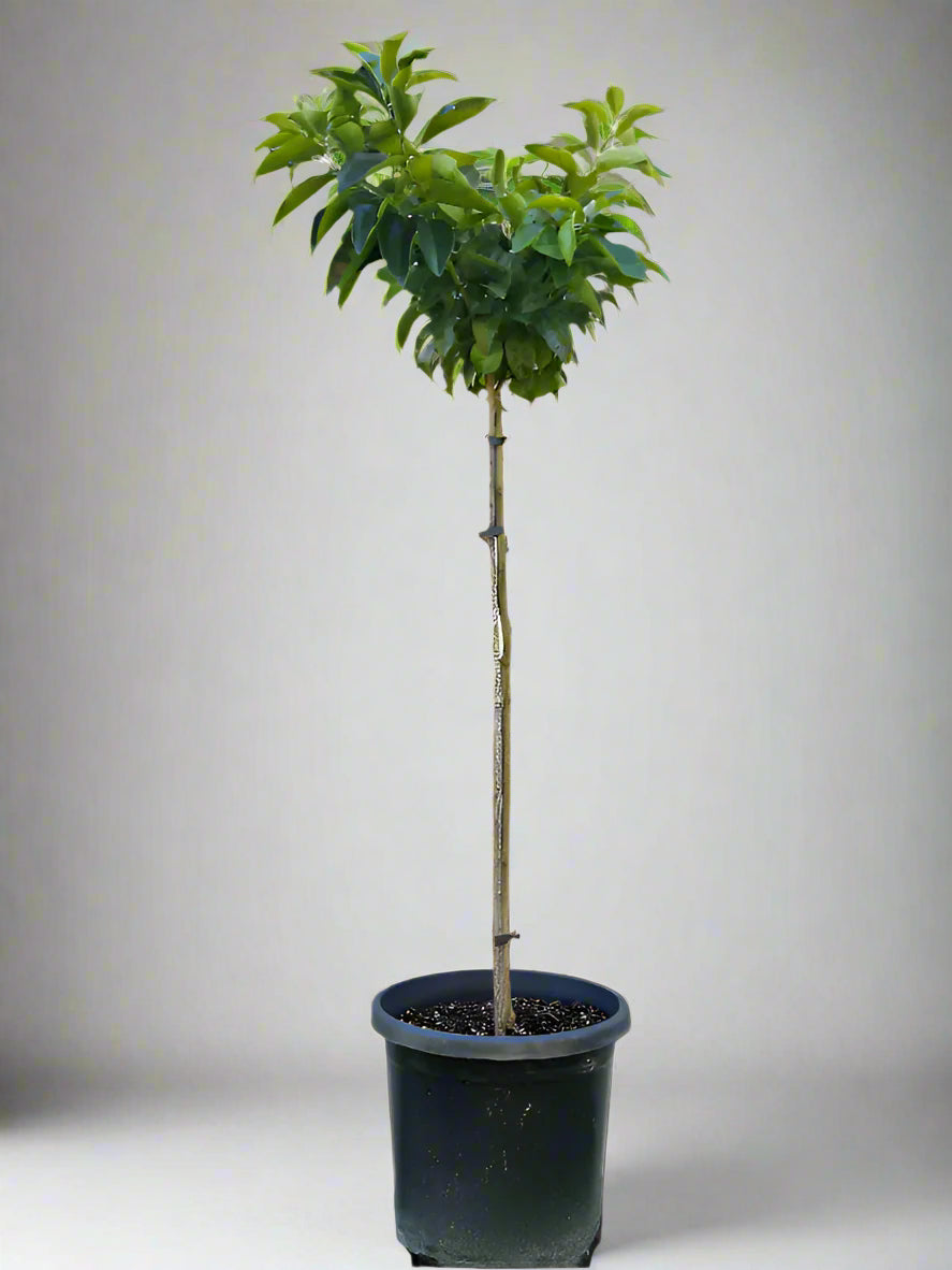 Moro Blood Orange Tree (Valencia)