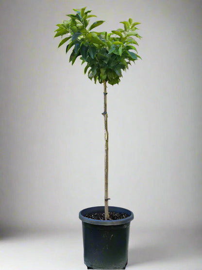 Moro Blood Orange Tree (Valencia)