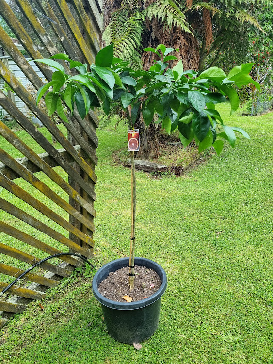 Moro Blood Orange Tree (Valencia)