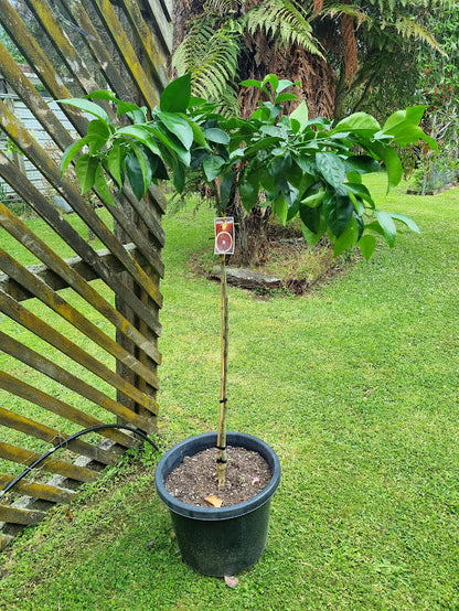 Moro Blood Orange Tree (Valencia)