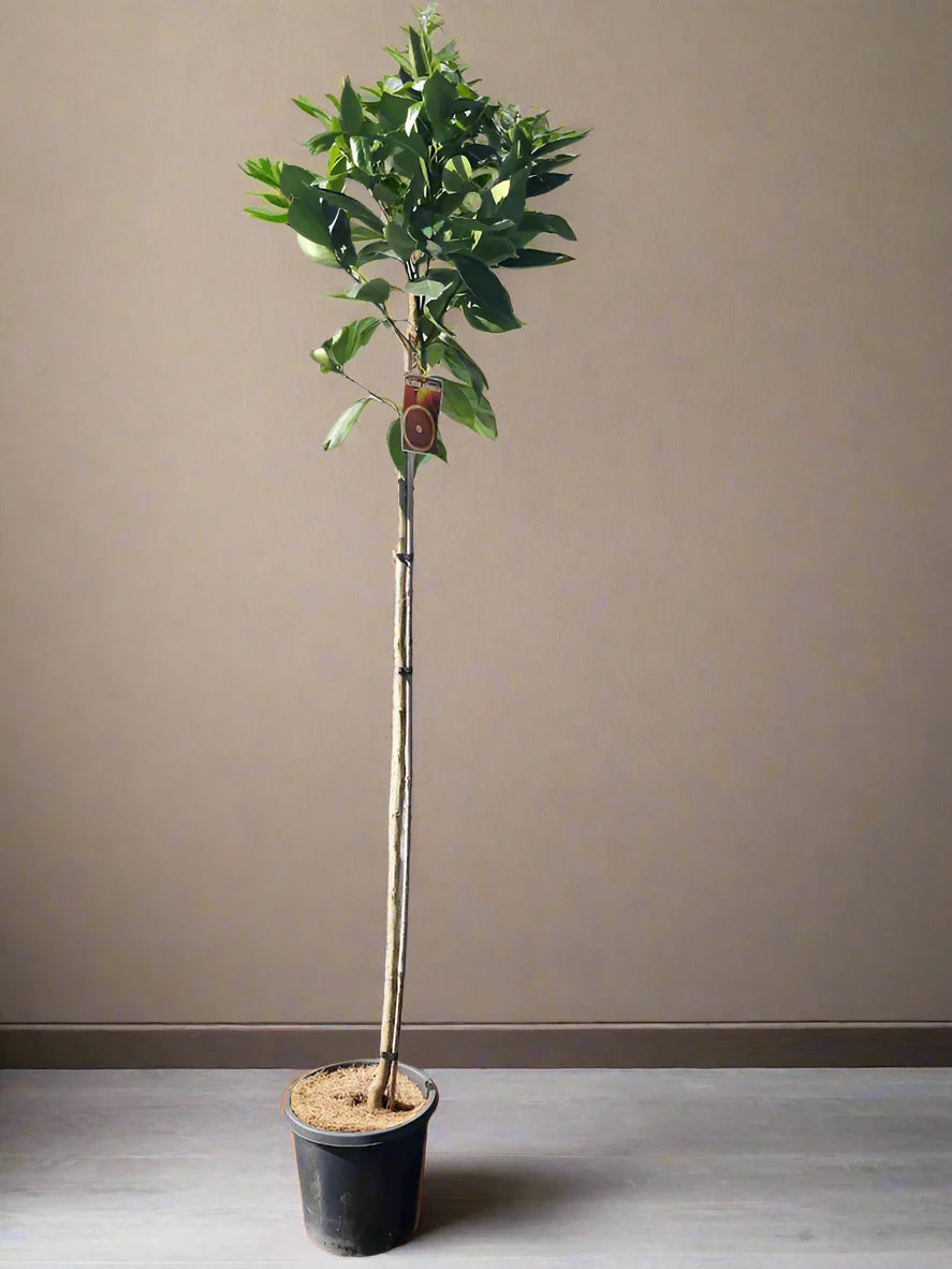 Moro Blood Orange Tree (Valencia)