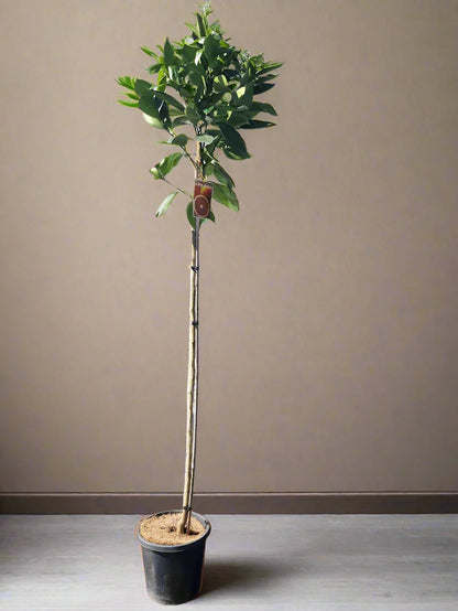 Moro Blood Orange Tree (Valencia)
