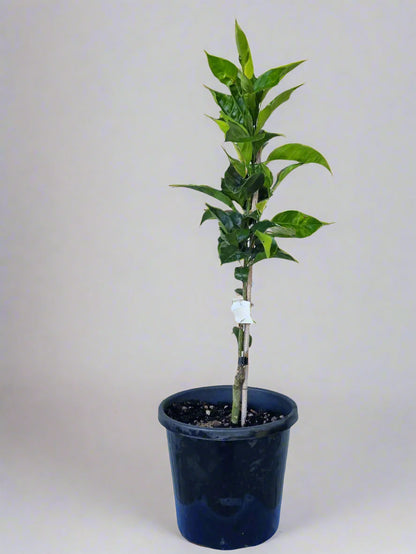 Navalina Orange Tree (Navel)