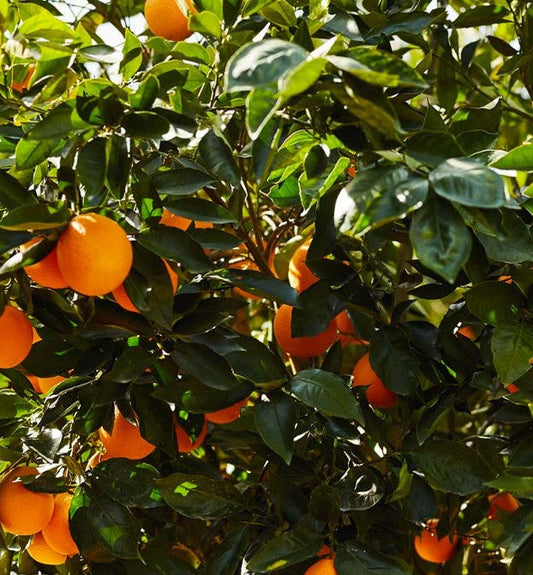 ?!label-Indicative photo