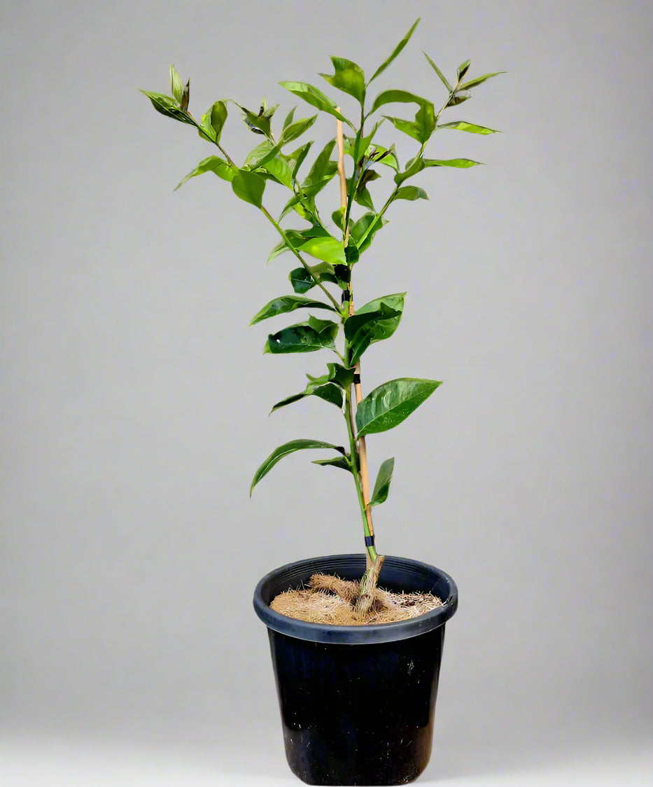 Navelate Orange Tree (Navel)