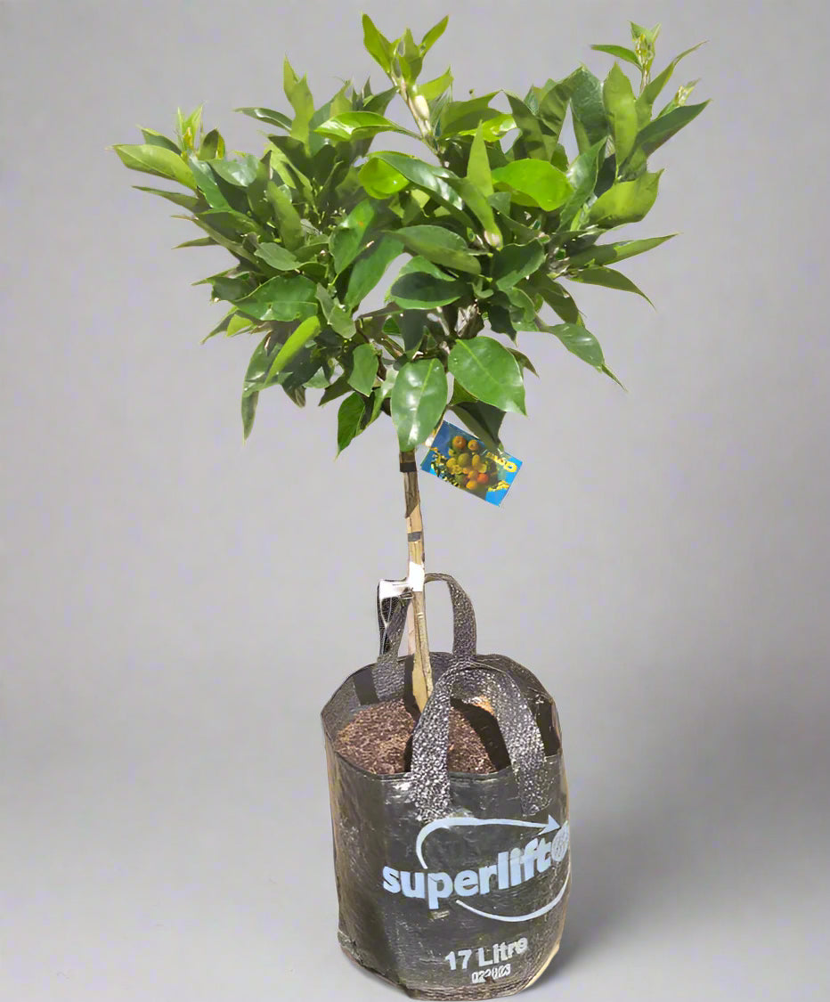 Navelate Orange Tree (Navel)