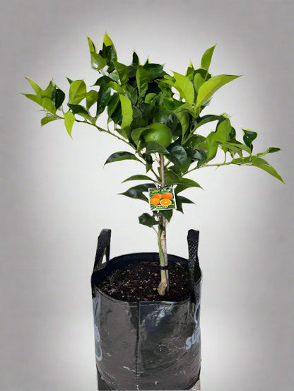 Newhall Navel Orange Tree