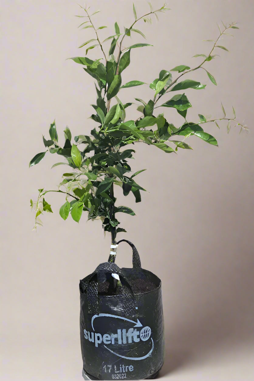 Okitsu Satsuma Mandarin Tree