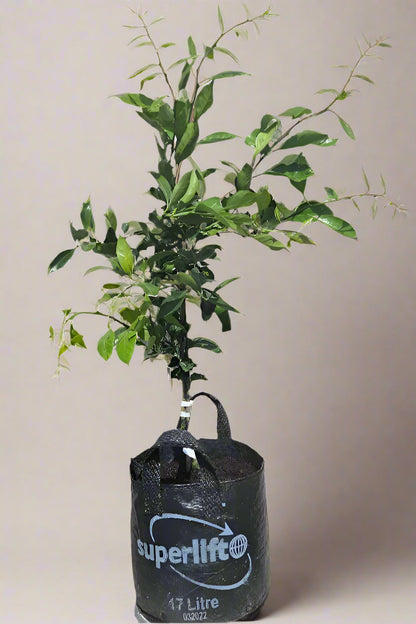 Okitsu Satsuma Mandarin Tree