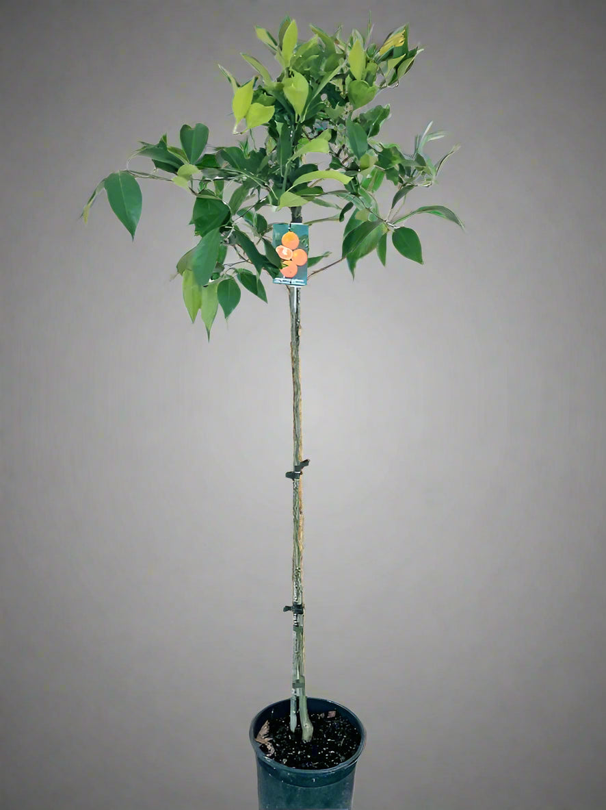 Okitsu Satsuma Mandarin Tree