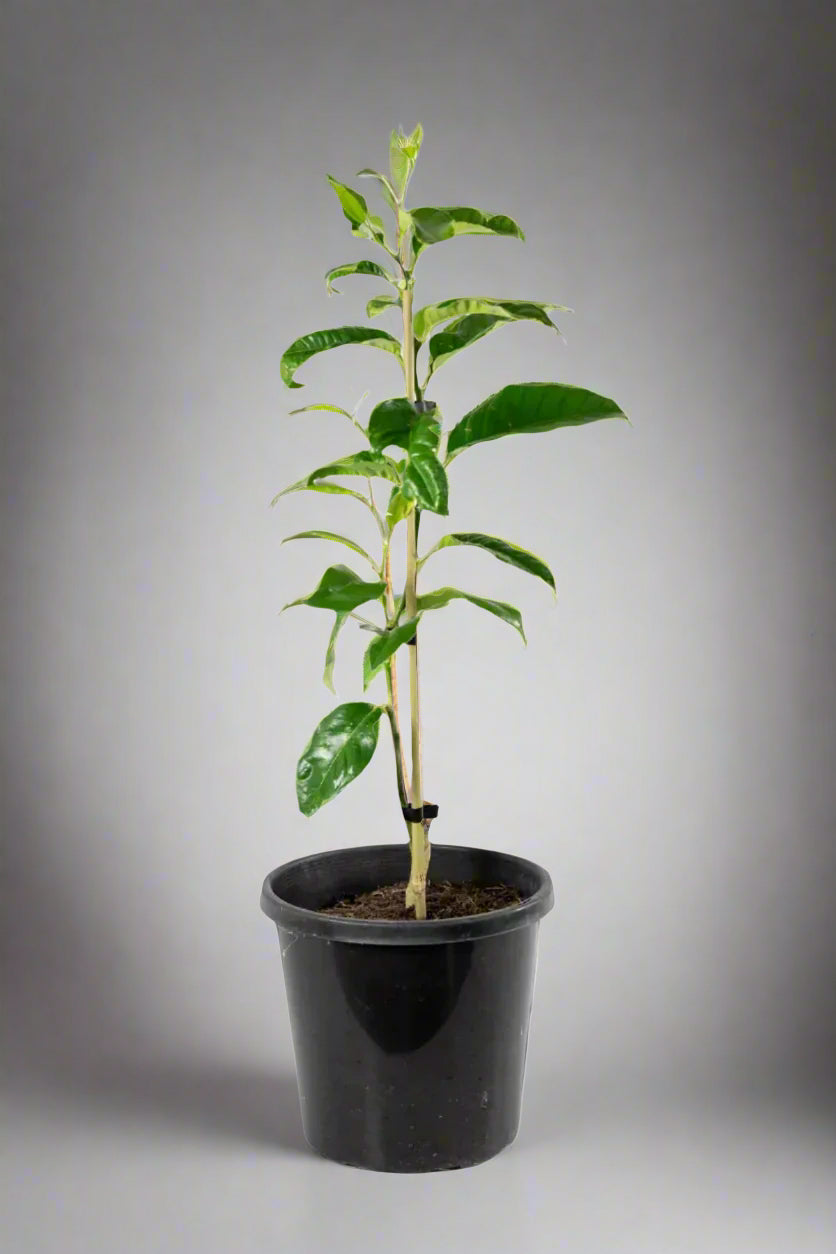 Bergamot Sour Orange Tree