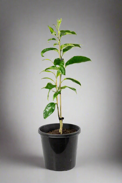 Bergamot Sour Orange Tree