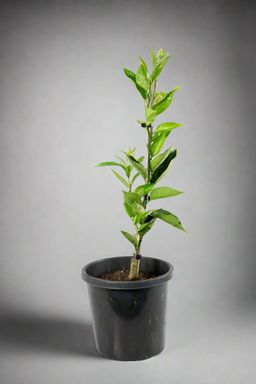 Best's Seedless Orange Tree