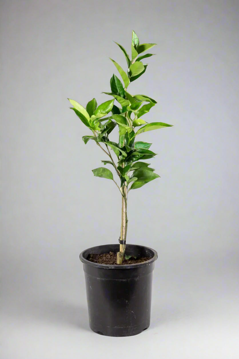 Fukumoto Navel Orange Tree