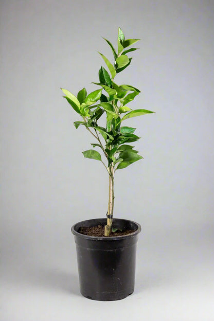 Fukumoto Navel Orange Tree