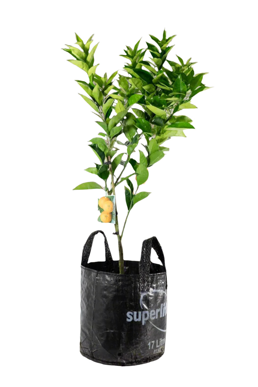 Harwood Late Orange Tree (Valencia)