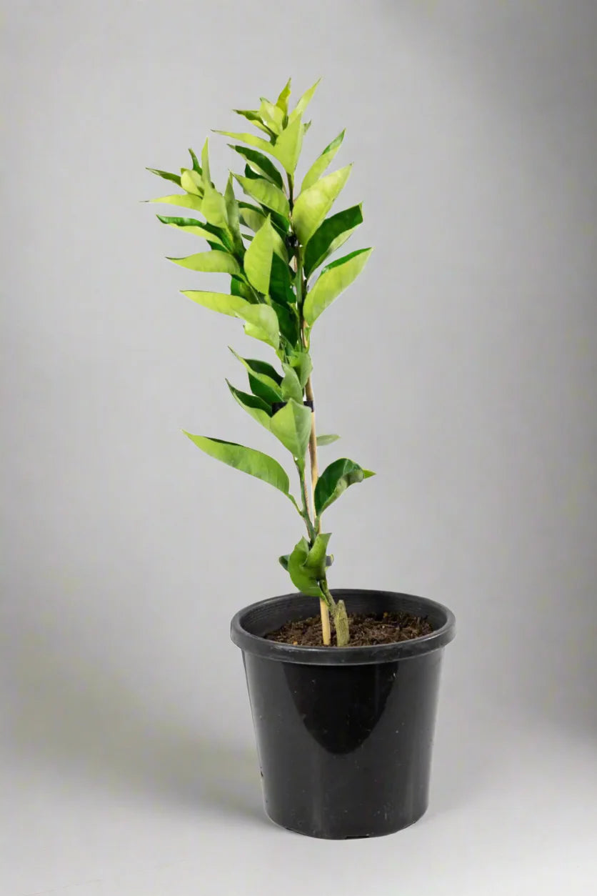 Harwood Late Orange Tree (Valencia)