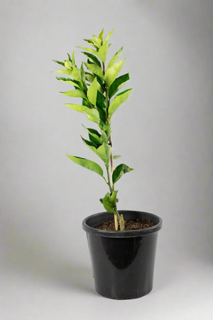 Harwood Late Orange Tree (Valencia)